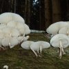 Mucidula mucida, Beringter Schleimrübling